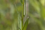 Wing-angle loosestrife